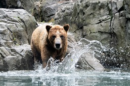 Three Grizzly Bears Debut at WCS’s Central Park Zoo